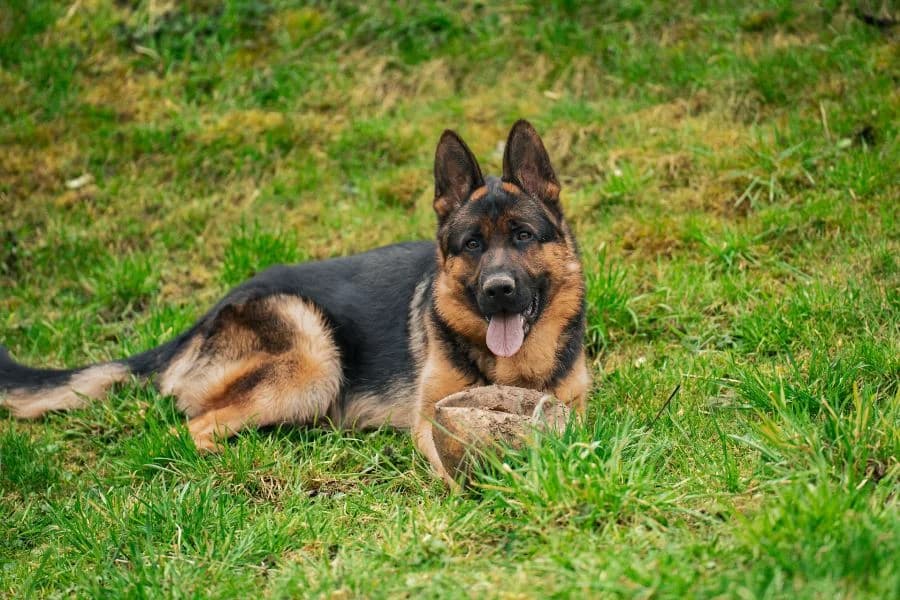 Hero, male mixed breed for adoption at Tierheim Ludwigsburg, Ludwigsburg