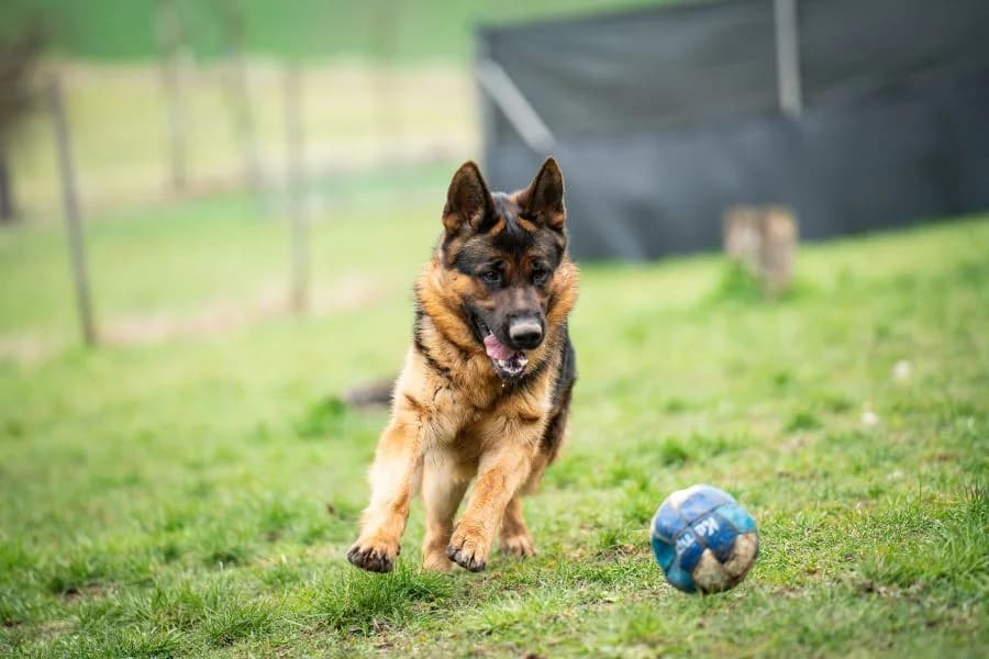 Hero, black and tan male mixed breed for adoption at Tierheim Ludwigsburg, Ludwigsburg — photo 2 of 4