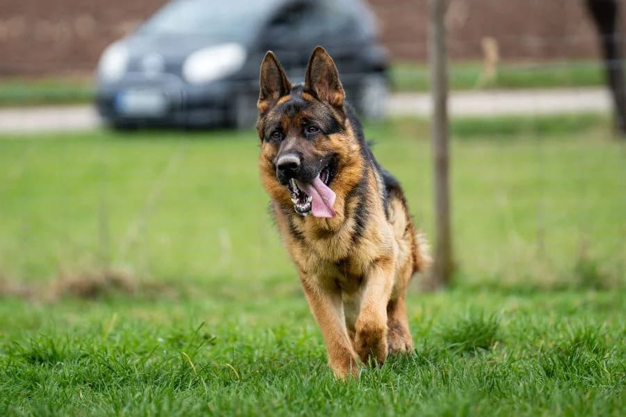 Hero, black and tan male mixed breed for adoption at Tierheim Ludwigsburg, Ludwigsburg — photo 3 of 4