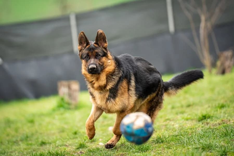 Hero, black and tan male mixed breed for adoption at Tierheim Ludwigsburg, Ludwigsburg — photo 4 of 4