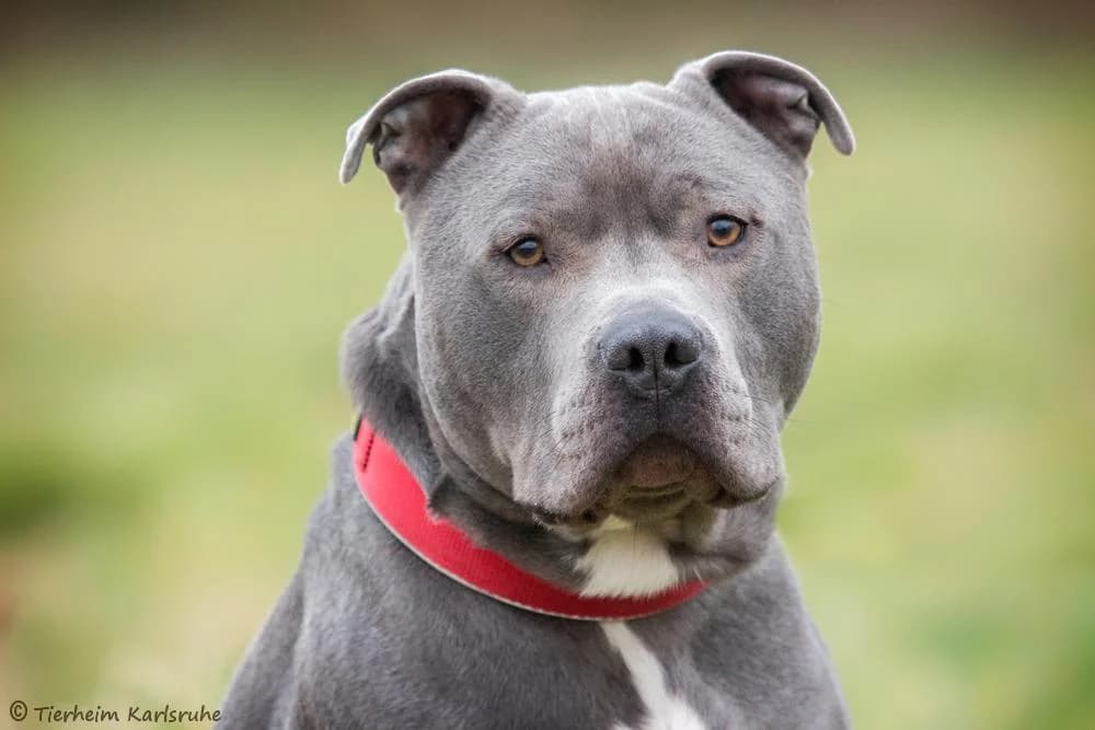 Hubert, grey male Mixed Breed for adoption at Tierheim Karlsruhe, Karlsruhe