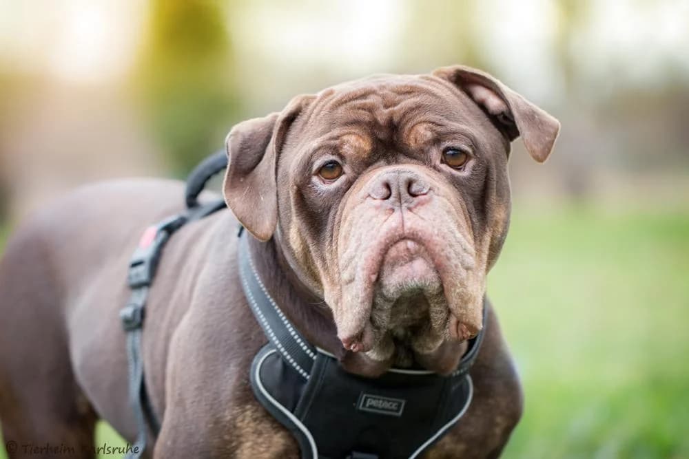 Hugo, male senior French Bulldog for adoption at Tierheim Karlsruhe, Karlsruhe