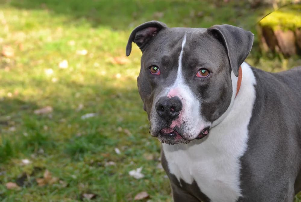 Hugo, male senior American Staffordshire Terrier for adoption at Tierheim Paderborn, Paderborn