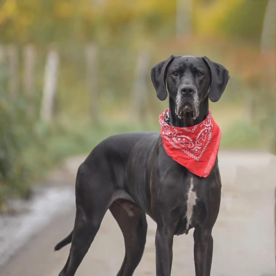 Carlo, male Great Dane for adoption at Tierheim Essen, Essen