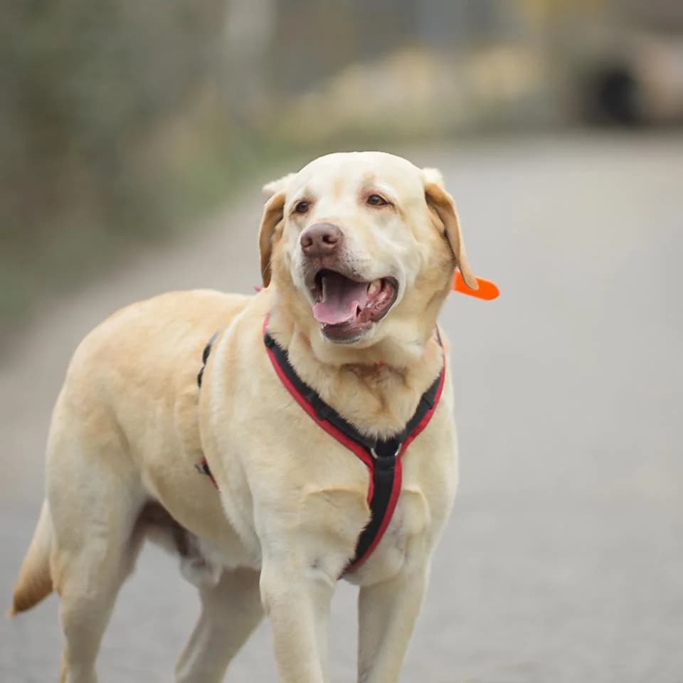 Baron, male Labrador Retriever for adoption at Tierheim Essen, Essen