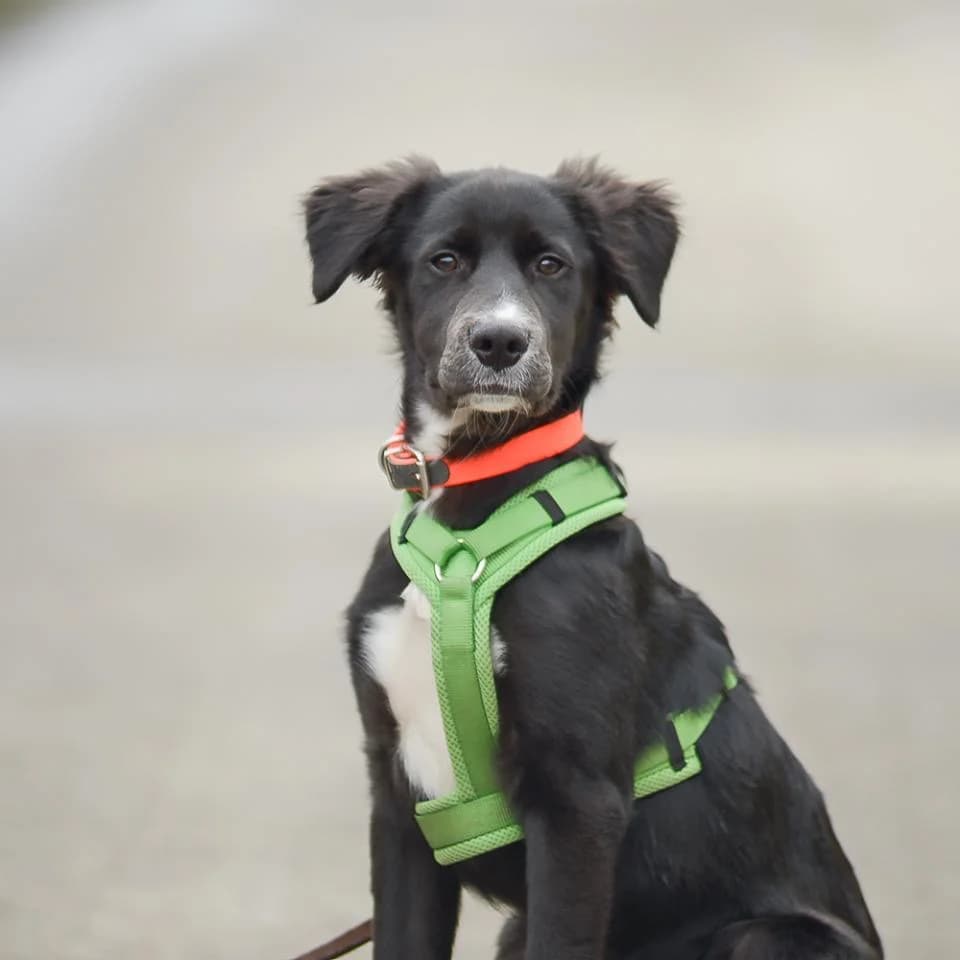 Flaps, male puppy Border Collie for adoption at Tierheim Essen, Essen