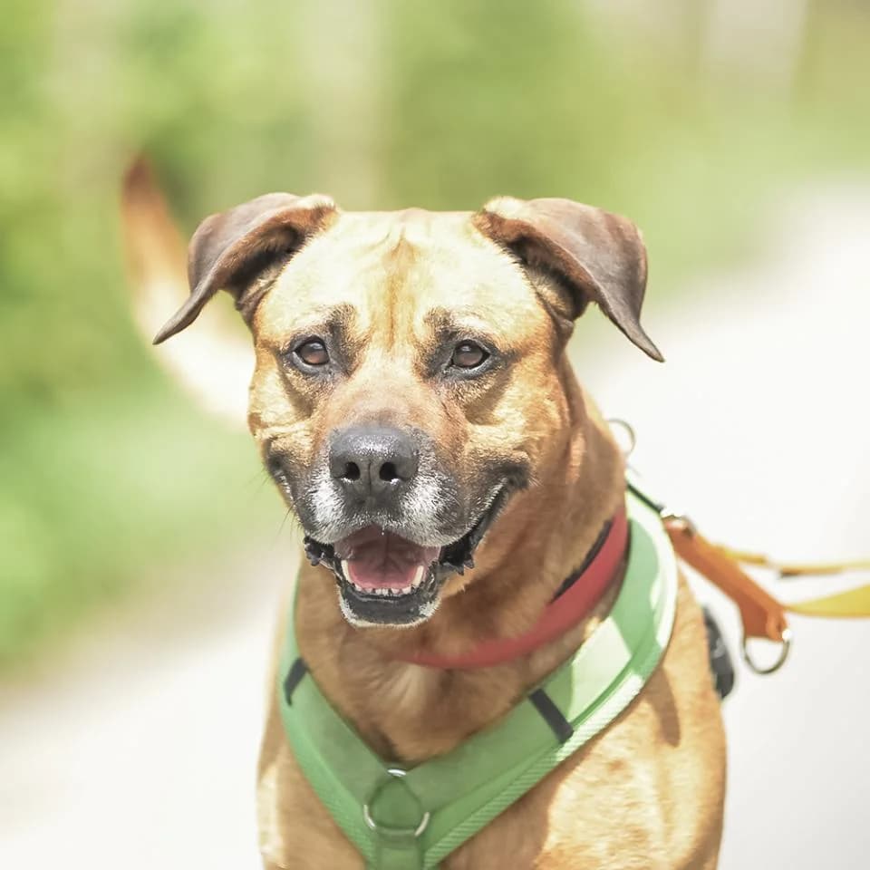 Boomer, male Rhodesian Ridgeback for adoption at Tierheim Essen, Essen