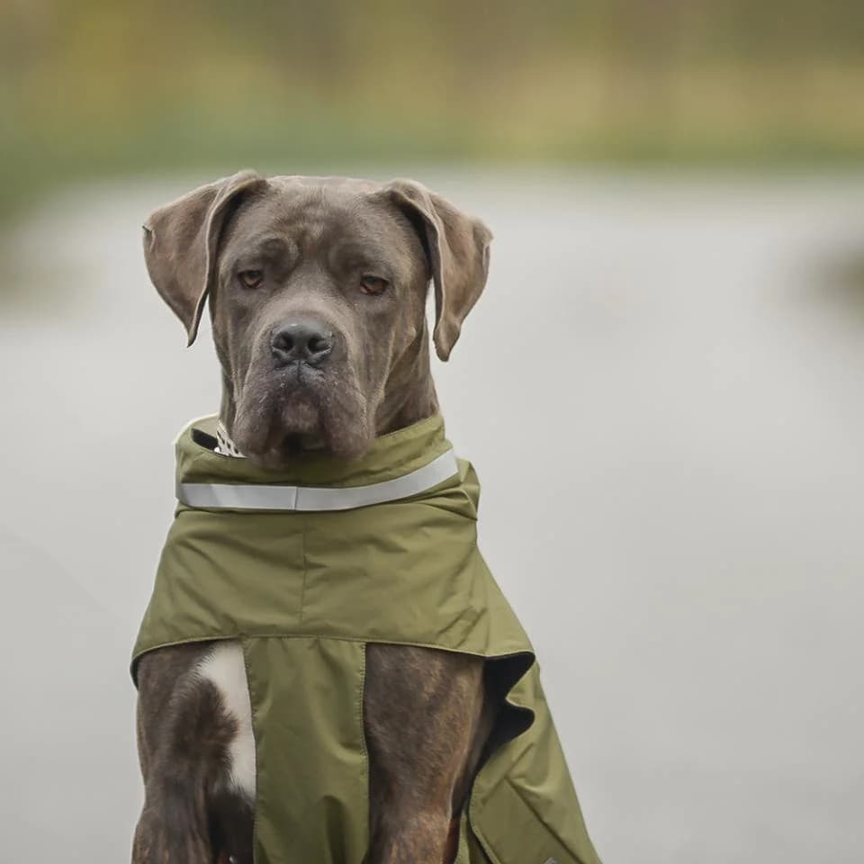 Lilith, female Cane Corso for adoption at Tierheim Essen, Essen