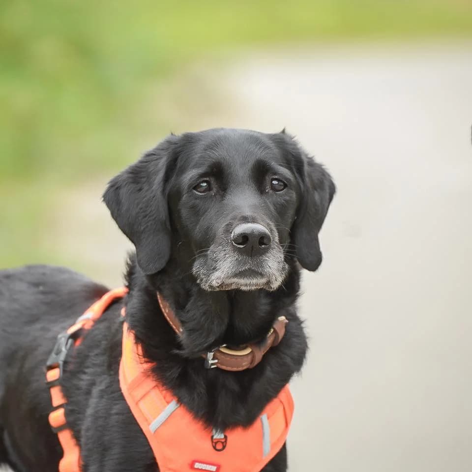 Blair, female Labrador Retriever for adoption at Tierheim Essen, Essen