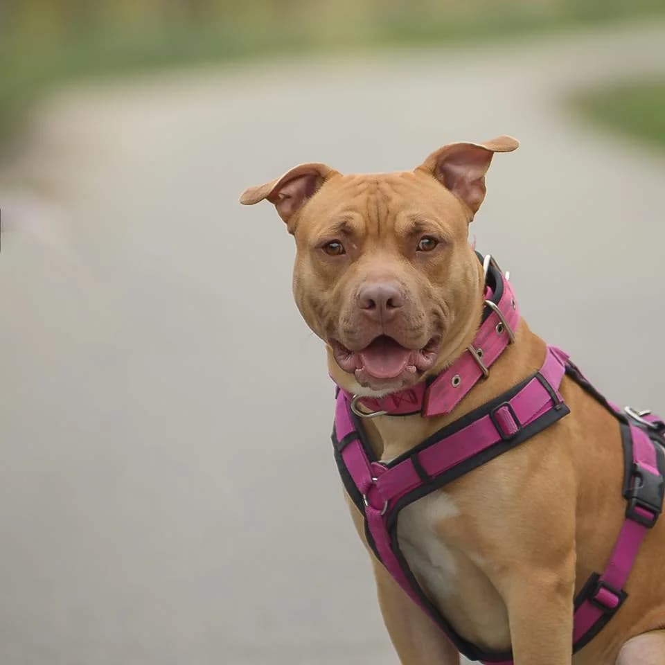 Pennywise, male Pit Bull Terrier for adoption at Tierheim Essen, Essen