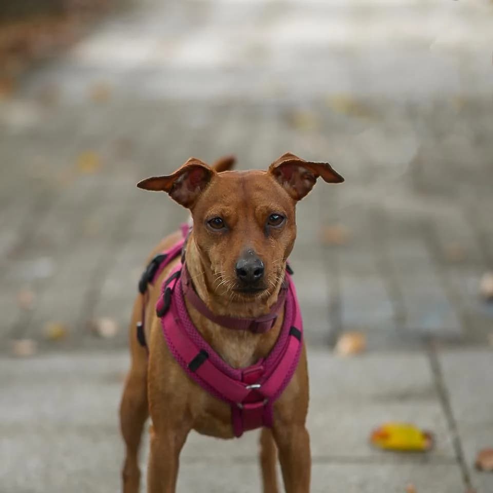 Toxic, male mixed breed for adoption at Tierheim Essen, Essen
