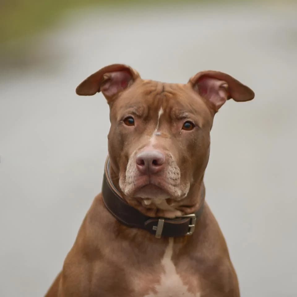 Lametta, female Pit Bull Terrier for adoption at Tierheim Essen, Essen