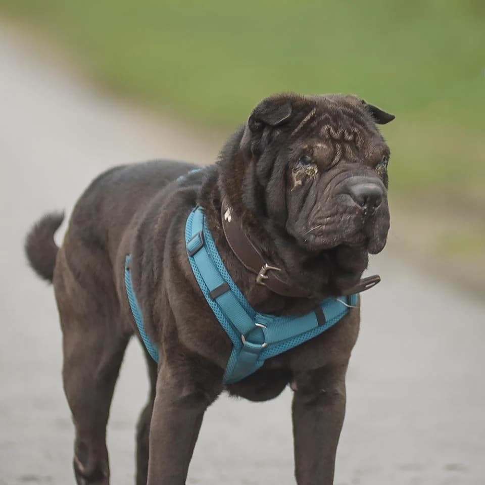 Dexter, male Shar Pei for adoption at Tierheim Essen, Essen