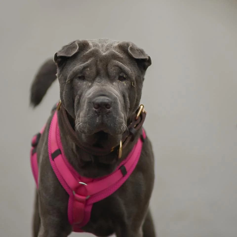 Suki, female Shar Pei for adoption at Tierheim Essen, Essen