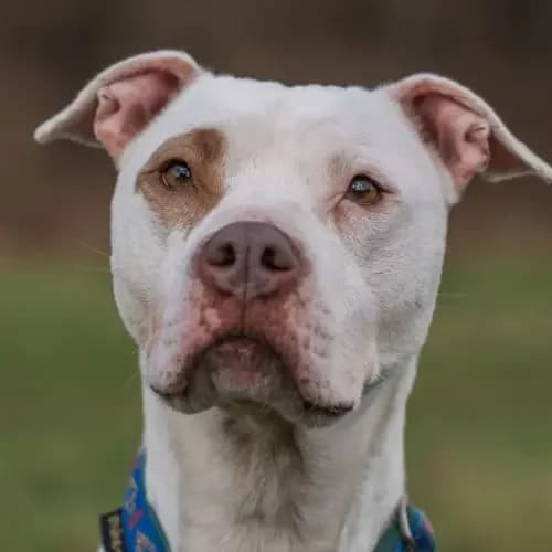 Ice, female 4yo Staffordshire Bull Terrier for adoption at Tierheim Köln, Cologne