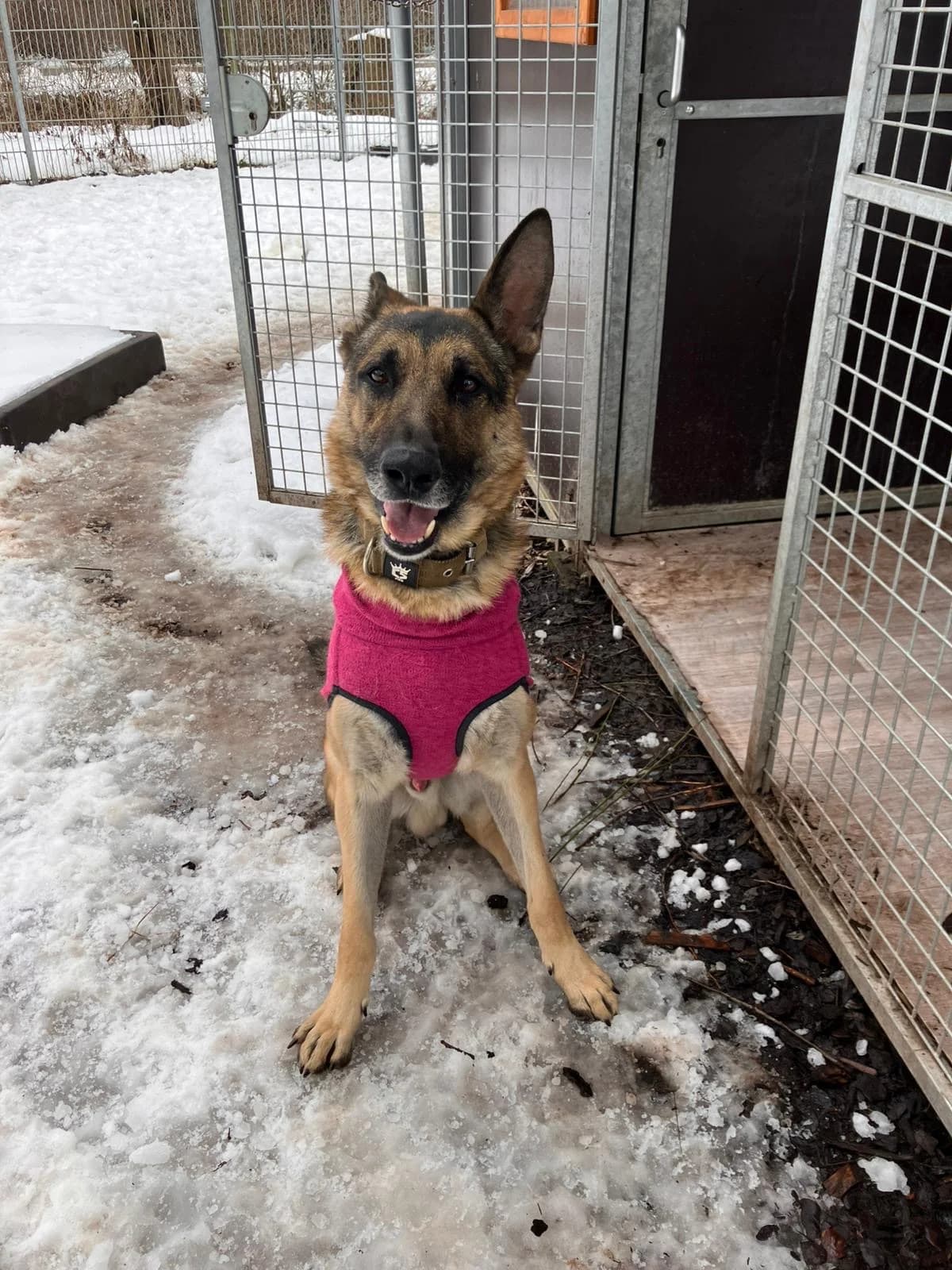 Icke, male 6yo German Shepherd for adoption at Tierheim Augsburg, Augsburg