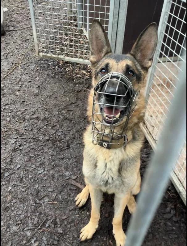 Icke, sable male German Shepherd for adoption at Tierheim Augsburg, Augsburg — photo 2 of 4