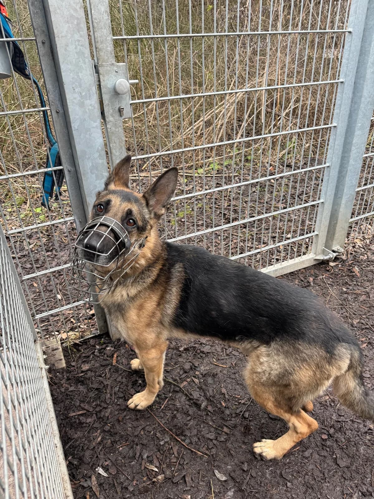 Icke, sable male German Shepherd for adoption at Tierheim Augsburg, Augsburg — photo 3 of 4