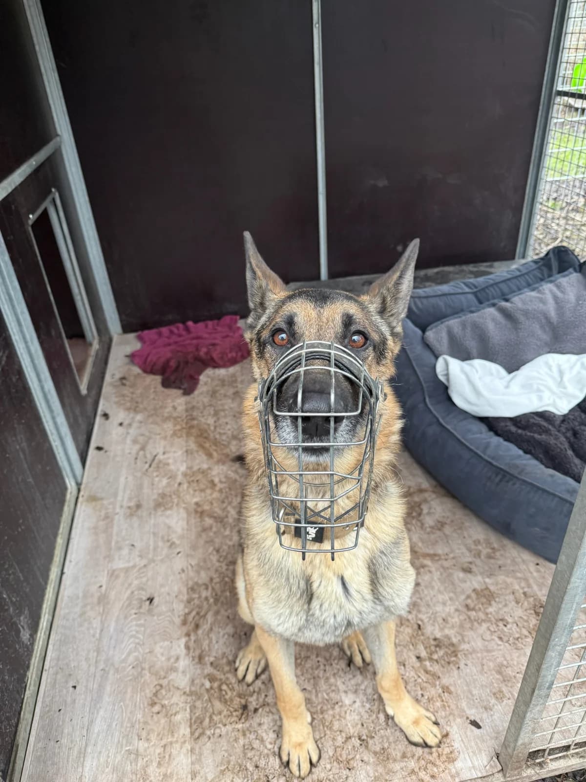 Icke, sable male German Shepherd for adoption at Tierheim Augsburg, Augsburg — photo 4 of 4