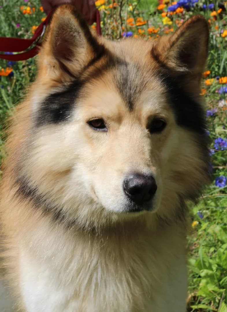 Jack, female Border Collie for adoption at Tierheim Schlage