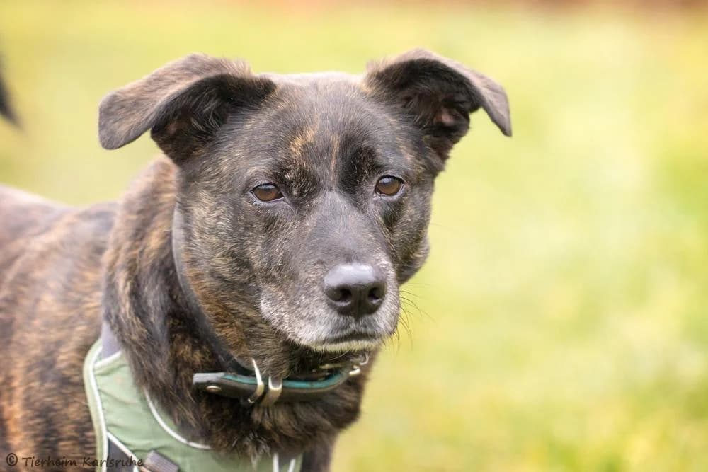 Jack, male 7yo Mixed Breed for adoption at Tierheim Karlsruhe, Karlsruhe