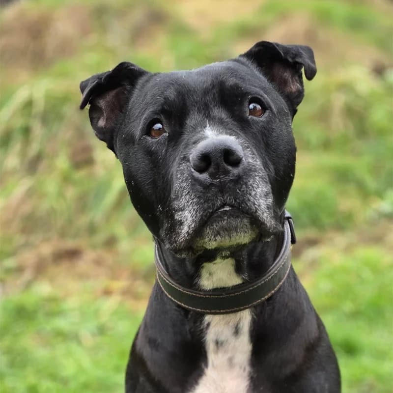 Jafar, male American Staffordshire Terrier for adoption at Tierheim Hannover, Hannover