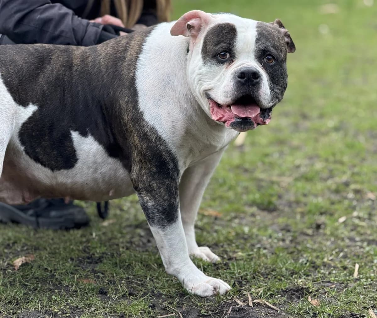 Jana - Knutschkugel sucht ihre Menschen, female senior English Bulldog for adoption at Tierheim Oldenburg, Oldenburg
