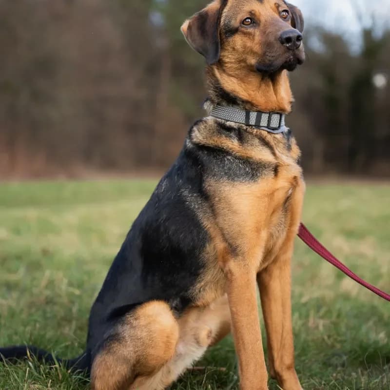 Janosch (reserviert) photo 3