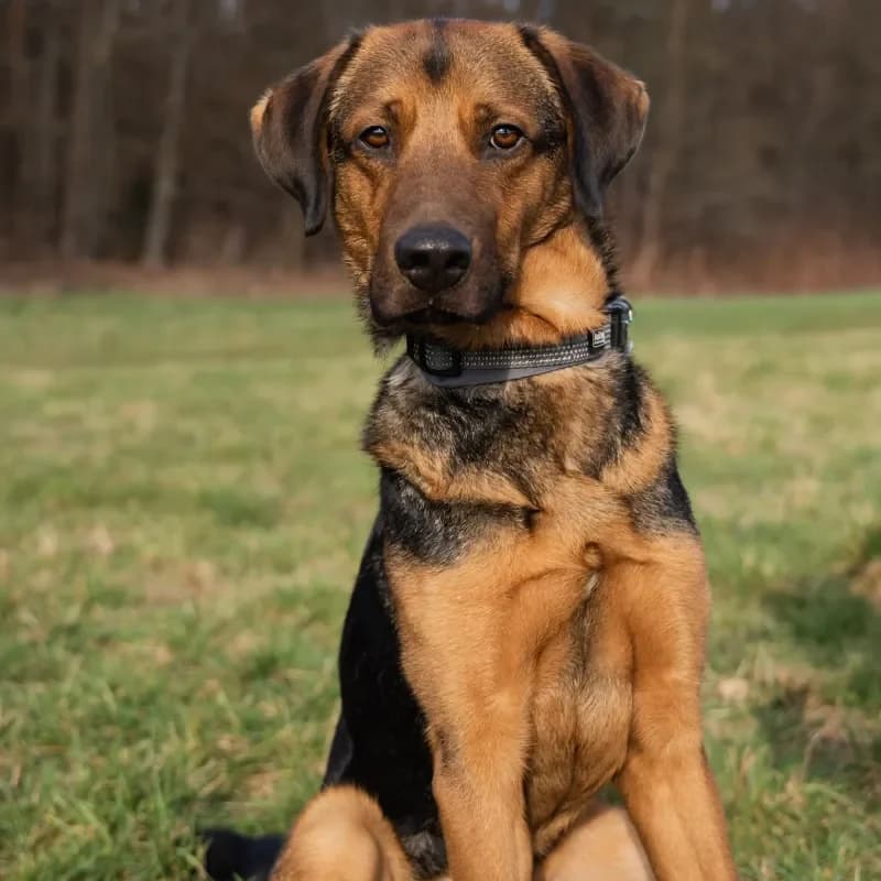 Janosch (reserviert) photo 5