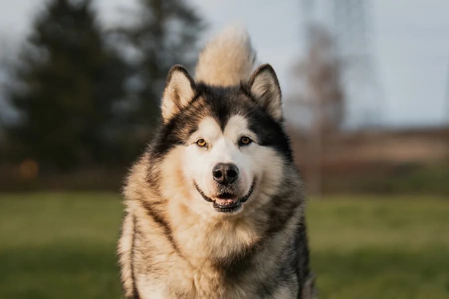 Jaqn, male senior Alaskan Malamute for adoption at Tierheim Ludwigsburg, Ludwigsburg