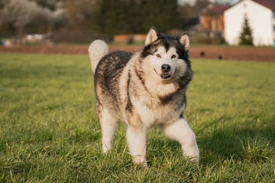 Jaqn, black and white male Alaskan Malamute for adoption at Tierheim Ludwigsburg, Ludwigsburg — photo 2 of 5