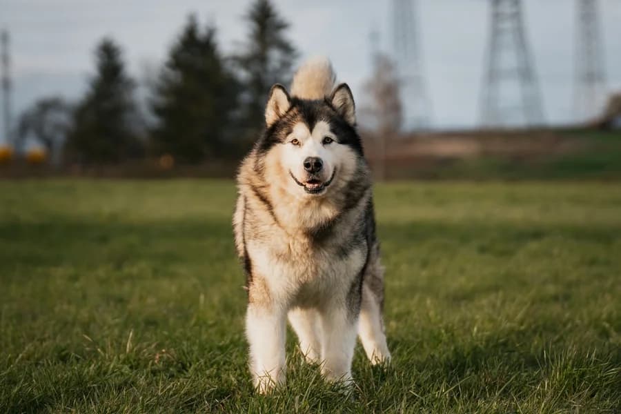 Jaqn, black and white male Alaskan Malamute for adoption at Tierheim Ludwigsburg, Ludwigsburg — photo 3 of 5