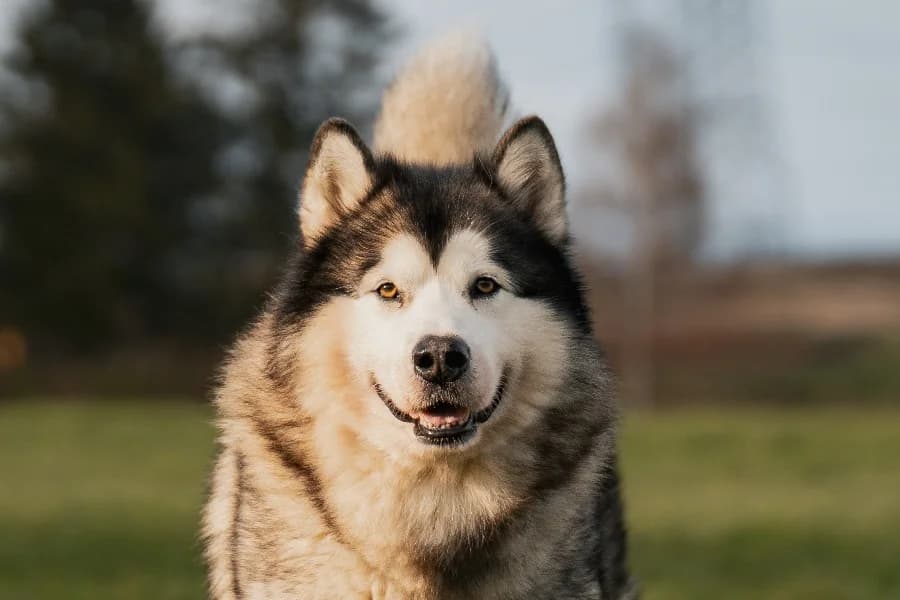 Jaqn, black and white male Alaskan Malamute for adoption at Tierheim Ludwigsburg, Ludwigsburg — photo 4 of 5