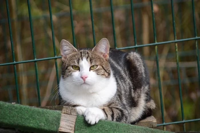 Jay, male young Mixed Breed Cat for adoption at Tierheim Paderborn, Paderborn