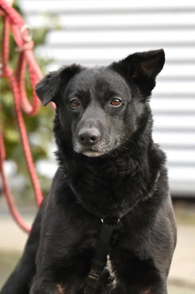 Jesko, male 7yo Mixed Breed for adoption at Tierheim Siegen, Siegen