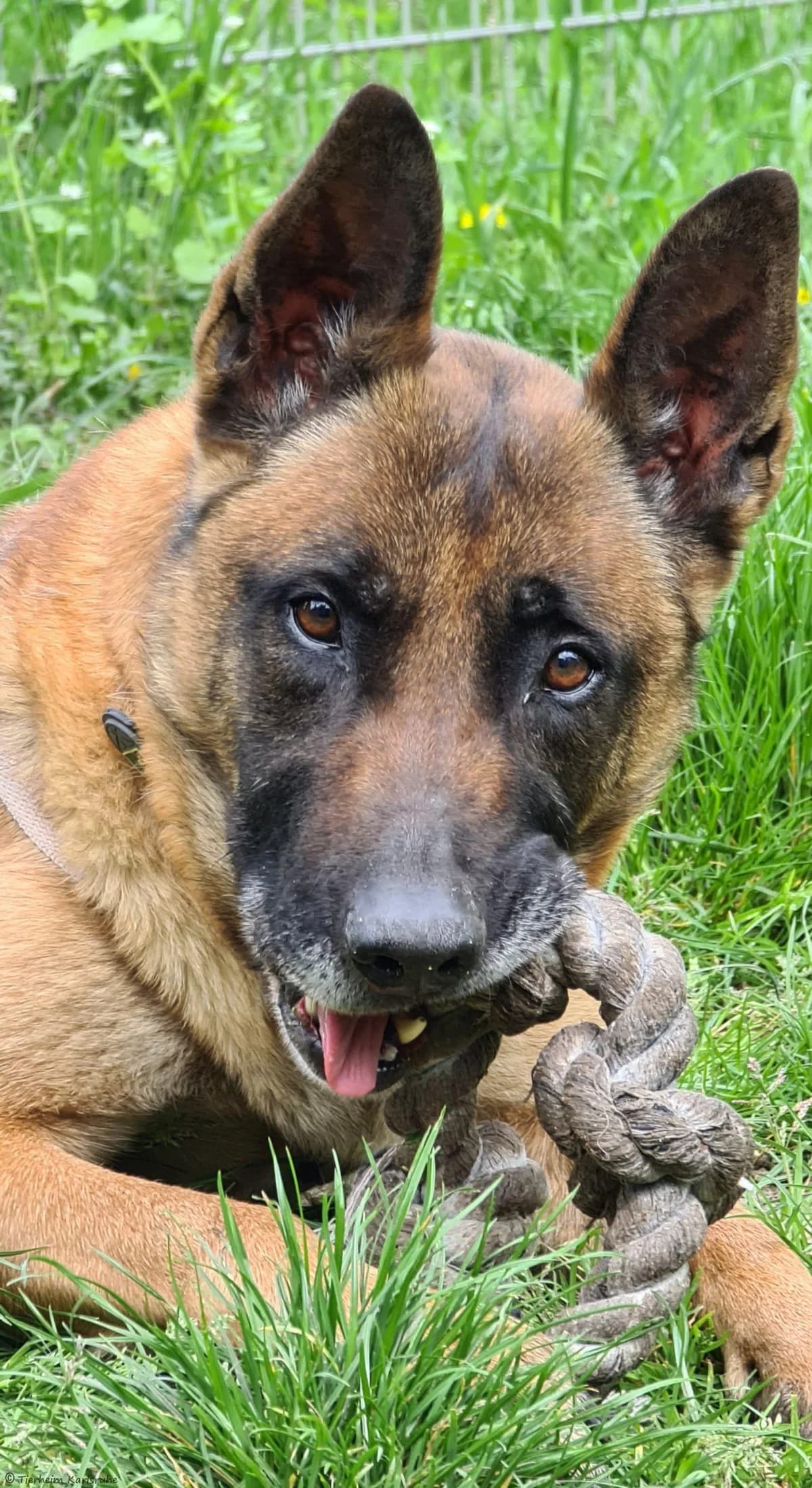 Jessy, female senior Belgian Malinois for adoption at Tierheim Karlsruhe, Karlsruhe