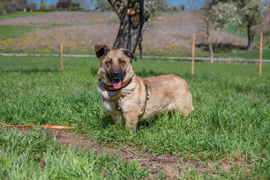 Joe, male 6yo Mixed Breed for adoption at Tierheim Ludwigsburg, Ludwigsburg