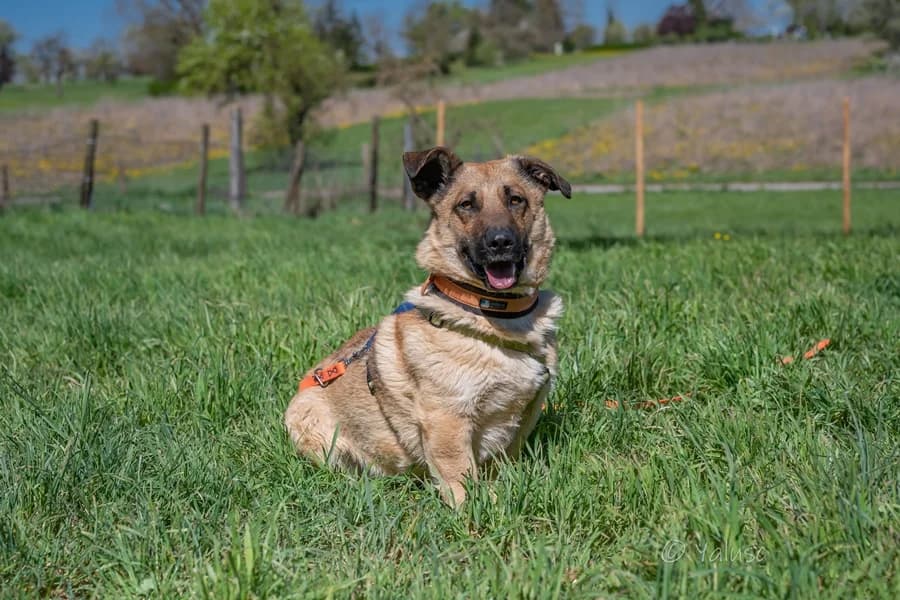 Joe, tan male Mixed Breed for adoption at Tierheim Ludwigsburg, Ludwigsburg — photo 2 of 3