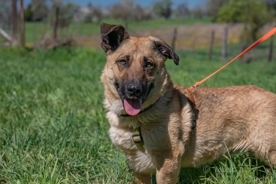 Joe, tan male Mixed Breed for adoption at Tierheim Ludwigsburg, Ludwigsburg — photo 3 of 3