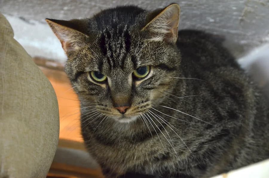 Joel, Jehan und Venom notfaelle, male Mixed Breed for adoption at Tierheim Ludwigsburg, Ludwigsburg