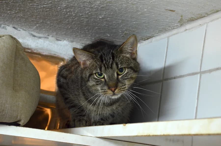 Joel, Jehan und Venom notfaelle, grey tabby male Mixed Breed for adoption at Tierheim Ludwigsburg, Ludwigsburg — photo 2 of 5