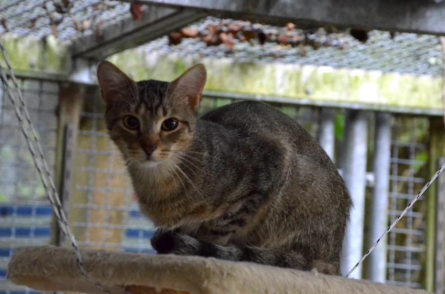 Joel, Jehan und Venom notfaelle, grey tabby male Mixed Breed for adoption at Tierheim Ludwigsburg, Ludwigsburg — photo 3 of 5