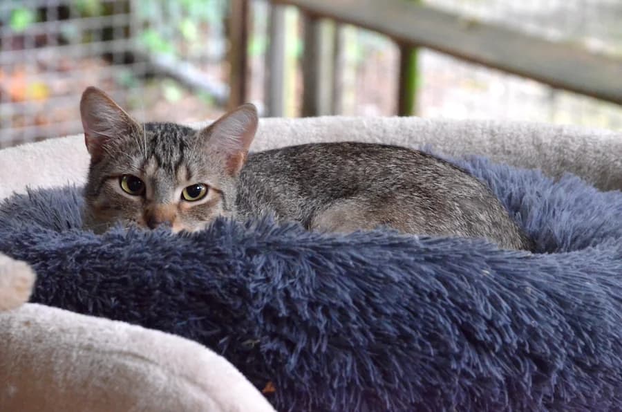 Joel, Jehan und Venom notfaelle, grey tabby male Mixed Breed for adoption at Tierheim Ludwigsburg, Ludwigsburg — photo 4 of 5