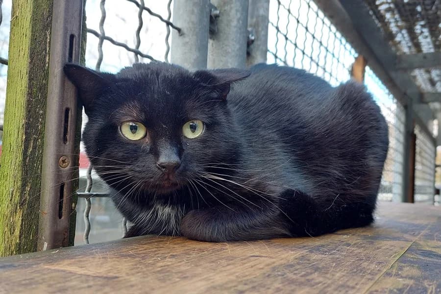Joel, Jehan und Venom notfaelle, grey tabby male Mixed Breed for adoption at Tierheim Ludwigsburg, Ludwigsburg — photo 5 of 5