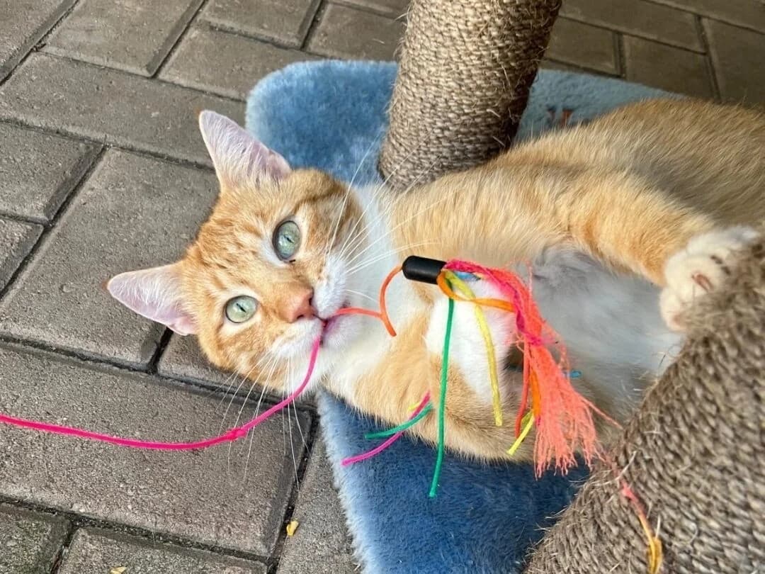 Johnny,  Domestic Shorthair for adoption at Tierheim Halle, Halle