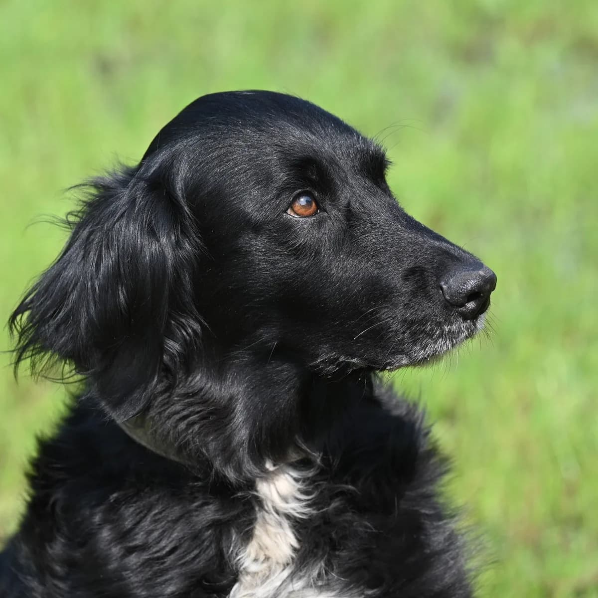 Juno, female senior mixed breed for adoption at Tierheim Hannover, Hannover