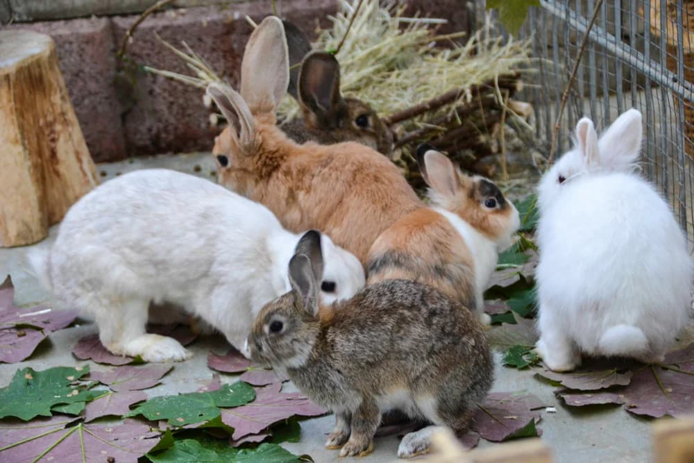 Kaninchen,  Mixed Breed for adoption at Tierheim Paderborn, Paderborn