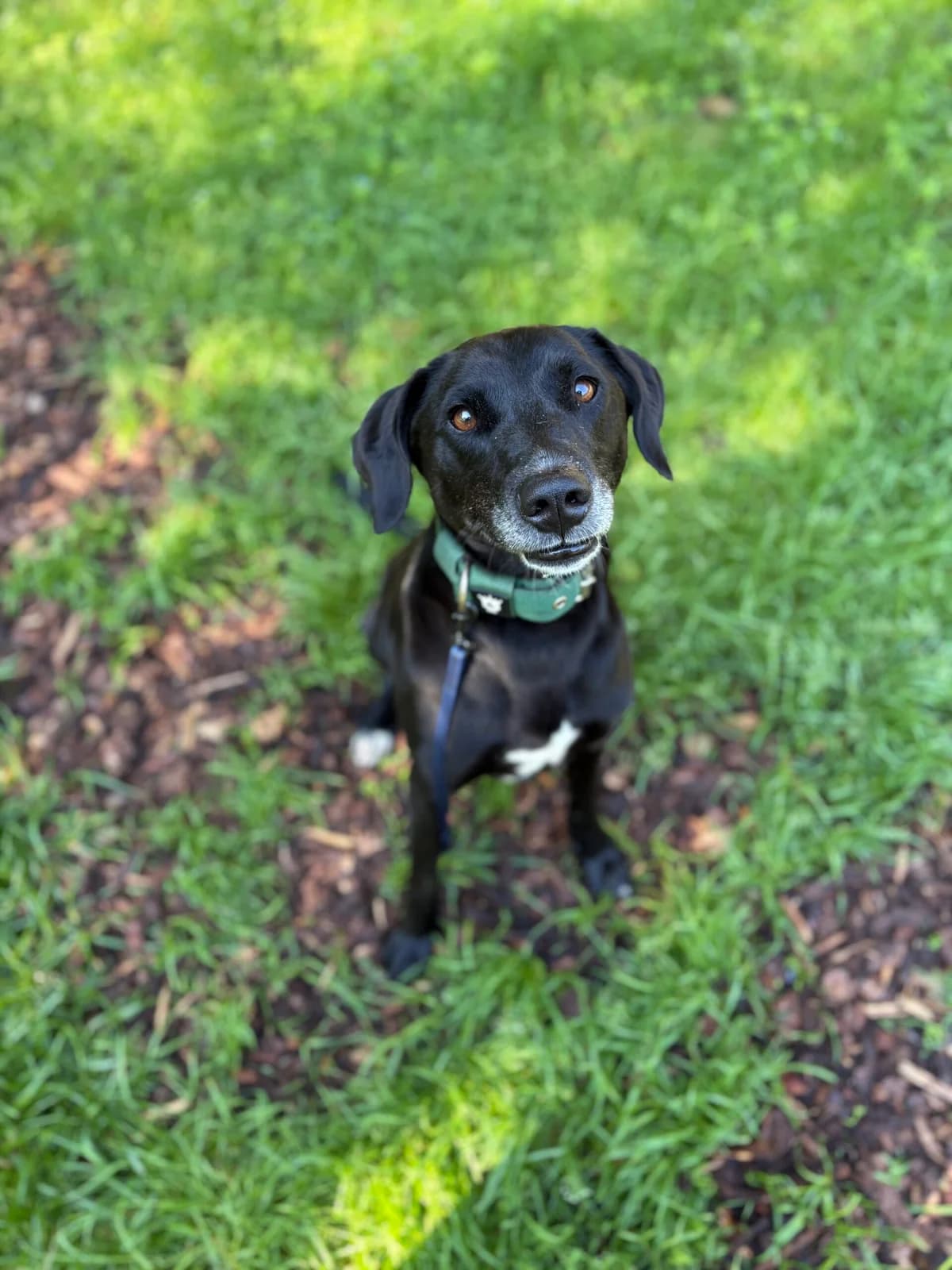 Justus, male 5yo Mixed Breed for adoption at Tierheim Augsburg, Augsburg