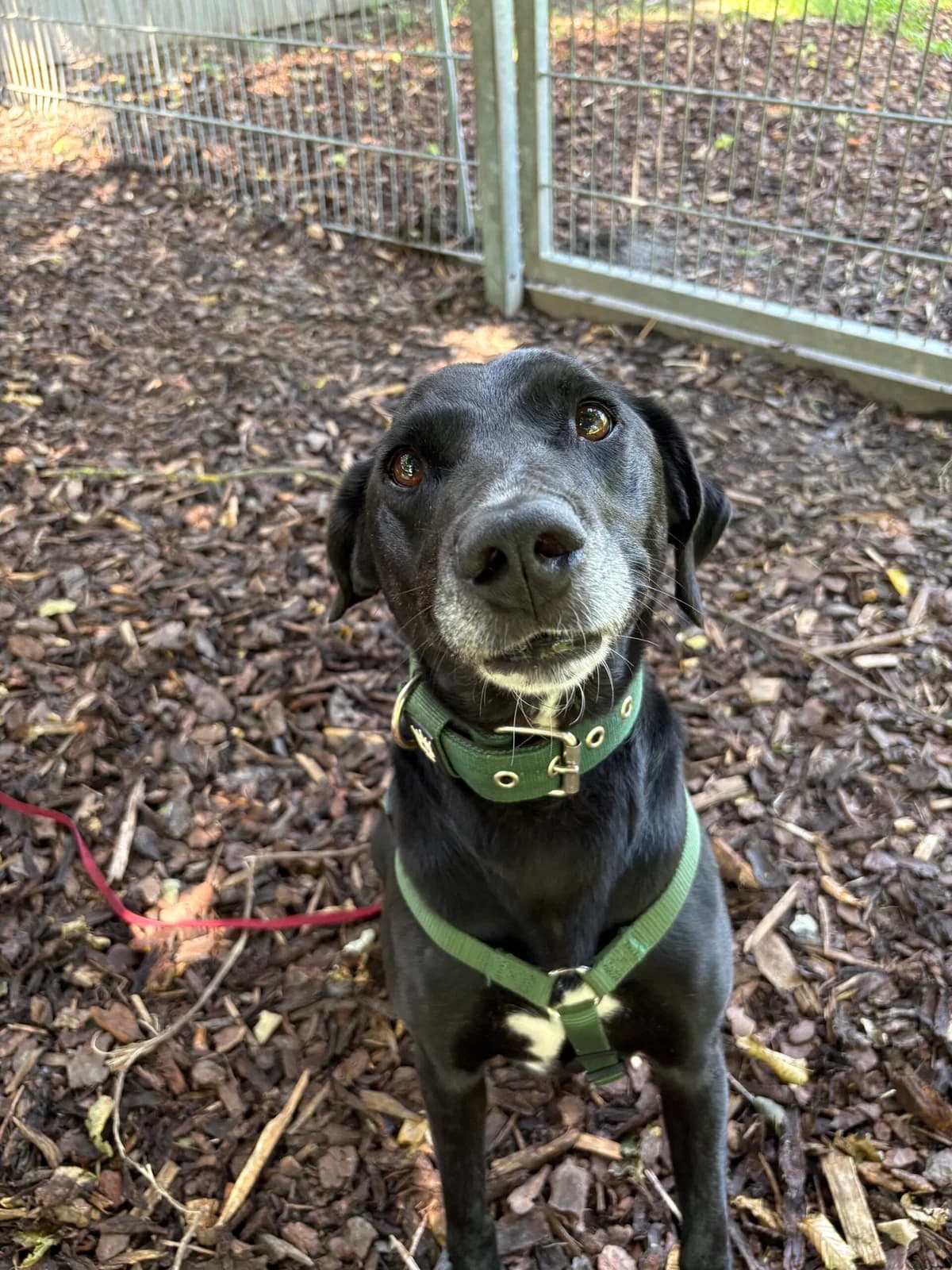 Justus, black male Mixed Breed for adoption at Tierheim Augsburg, Augsburg — photo 2 of 3