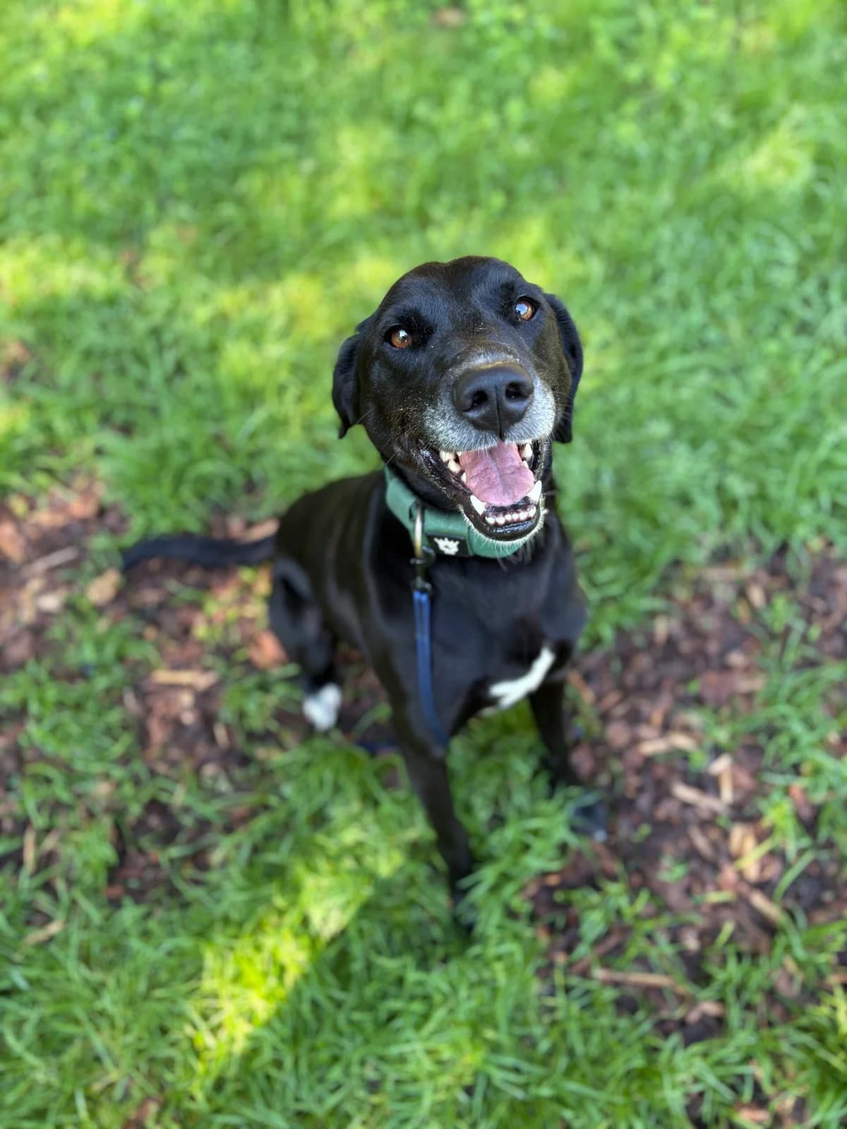 Justus, black male Mixed Breed for adoption at Tierheim Augsburg, Augsburg — photo 3 of 3